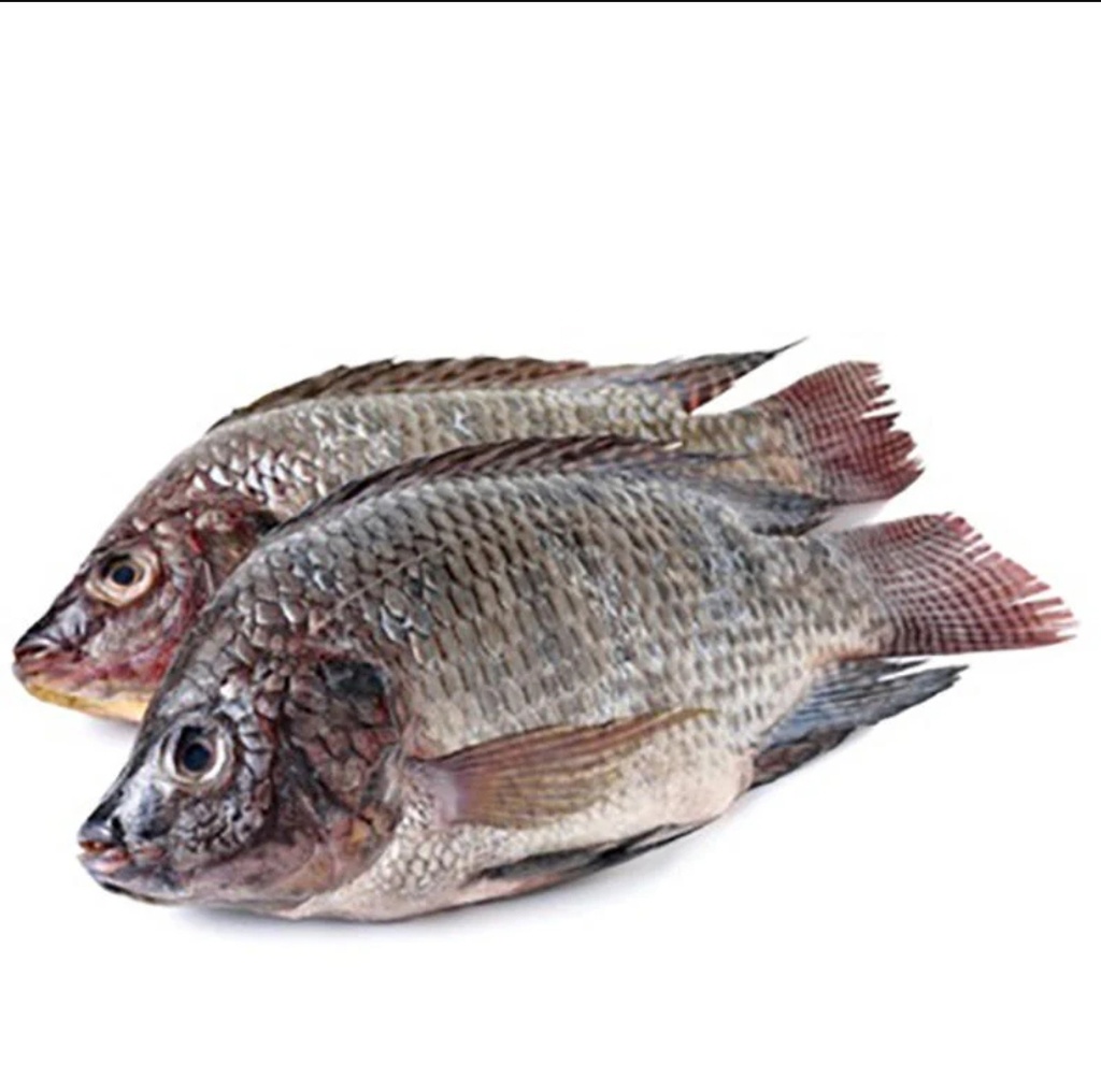 Bonifresh Tilapia Black Clean XL 800/1000 Mosambic 4kg  