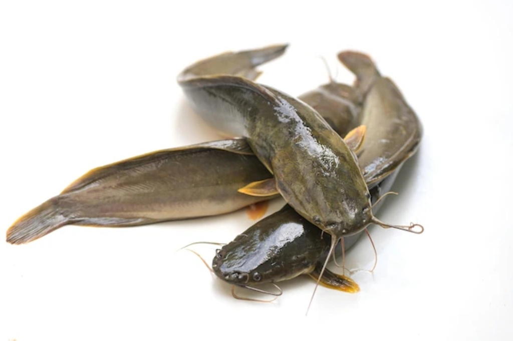 Bonifresh Cat Fish / Ngolo XL 800-1000gm 4kg 