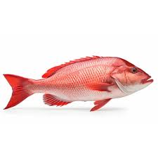 Red Snapper Whole Round 800gm 10kg