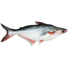 Bonifresh Pangasius 900gm Large 4kg 